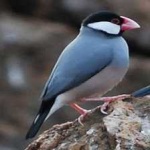 image of bird