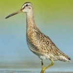 image of bird