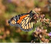 image of monarch