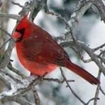 image of bird