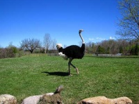 image of ostrich