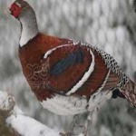 image of bird