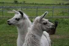 image of llama