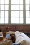 image of vizsla