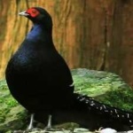 image of bird