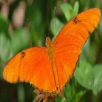 image of animal