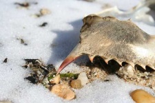 image of rock_crab