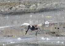 image of dowitcher