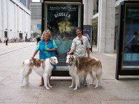 image of borzoi