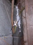 image of barn_spider