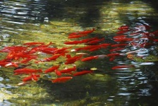 image of goldfish