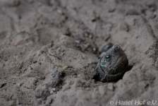 image of animal