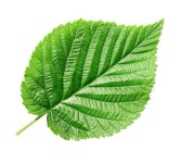image of leaf