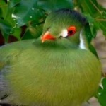 image of bird