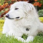 image of animal