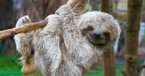 image of sloth