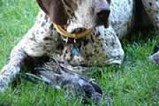 image of german_short_haired_pointer