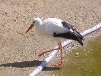 image of white_stork