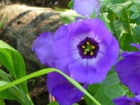 image of flower