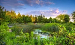 image of wetland