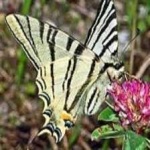 image of animal
