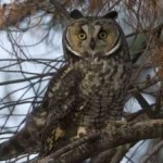 image of bird