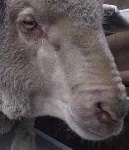 image of animal