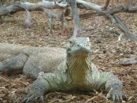 image of komodo_dragon