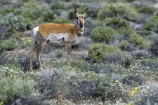 image of animal