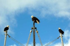 image of bald_eagle