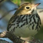 image of bird