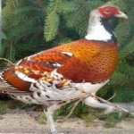 image of bird