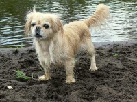 image of animal