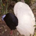 image of bird