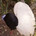 image of bulwers_pheasant #19