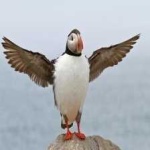 image of bird