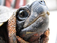 image of animal