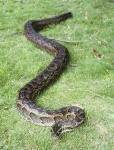 image of rock_python