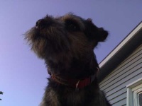 image of border_terrier #0