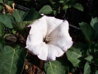 image of flower