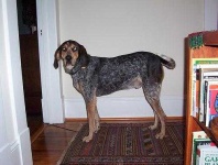 image of bluetick