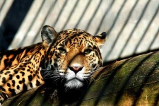 image of jaguar_car