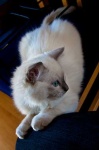 image of animal