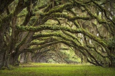 image of tree