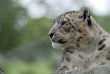 image of snow_leopard
