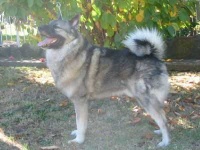 image of norwegian_elkhound #2