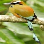 image of bird