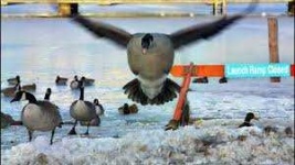 image of animal