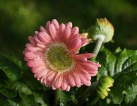 image of flower
