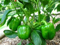 image of fruit_and_vegetable
